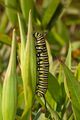 Monarch butterfly caterpillar
