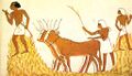 Wheat threshing in Ancient Egypt