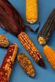 Zea mays, commonly known as corn, a staple in Mayan cuisine