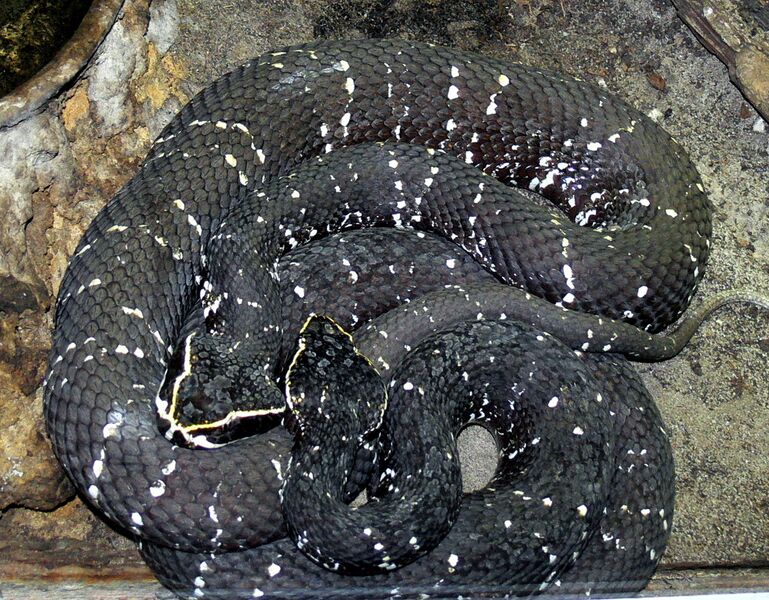 File:Agkistrodon bilineatus 2.jpg