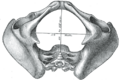 Pelvic outlet anatomy