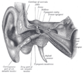 Malleus