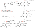 Diagram of the Methanogenesis cycle
