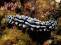 Phyllidia sea slug