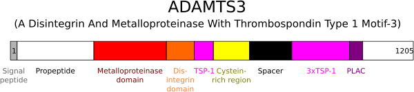 File:ADAMTS3.svg