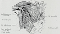 Braus 1921 137