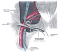 Aponeurosis of the abdominal external oblique muscle