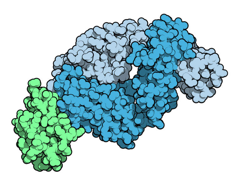 File:Tralokinumab 5L6Y.png