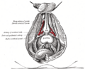 Corpus cavernosum penis