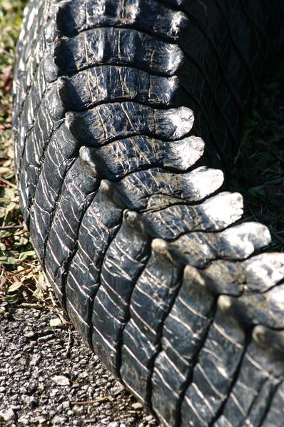 File:Alligator Tail.jpg