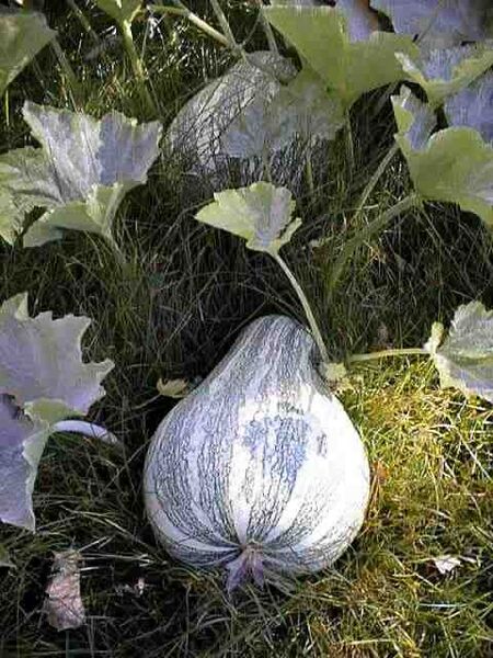 File:Cucurbita argyrosperma 1.jpg