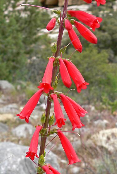 File:Penstemon eatonii 3.jpg