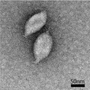 Thumbnail for version as of 22:29, 8 June 2026