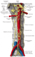 Sympathetic trunk