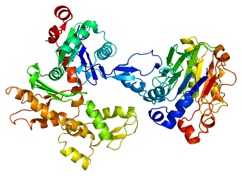 File:Protein ACTB PDB 1atn.png