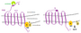 Thumbnail for version as of 13:41, 8 June 2026