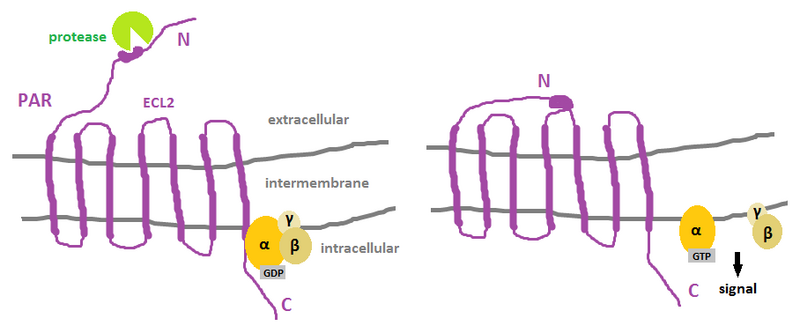 File:Activation of PAR.png