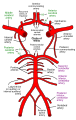 Circle of Willis