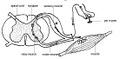 Anatomy and physiology of animals: A reflex arc