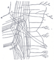 Thumbnail for version as of 17:28, 18 May 2026