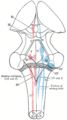 Cochlear nucleus
