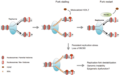 Chromatin_remodeling