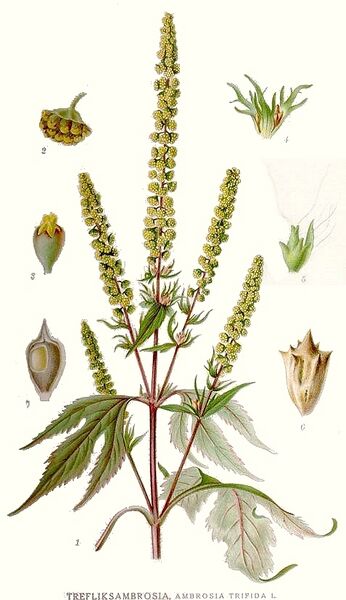 File:533 Ambrosia trifida.jpg