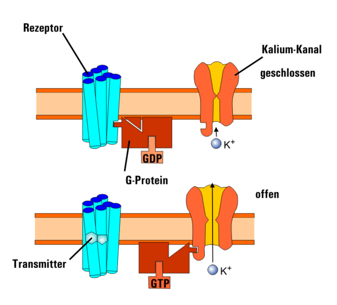 File:ACh rezeptor.png
