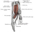 The muscles of the left hand. Palmar surface.