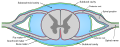 Diagram of the cranial dura mater