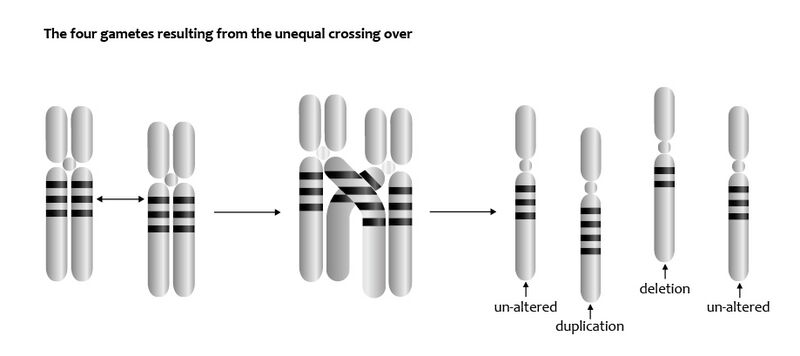 File:Chromosomes deletions and duplications (13080766623).jpg