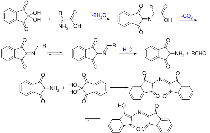 File:Ninhydrin Reaction Mechanism.svg