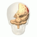 Parietal lobe