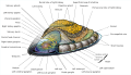 Thumbnail for version as of 03:40, 2 June 2026