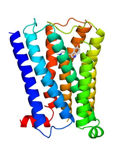 File:5-HT1E receptor.jpg