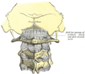 Atlanto-axial joint - Gray's Anatomy illustration
