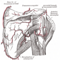 Teres minor muscle