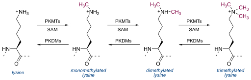 File:Lysine methylation.svg