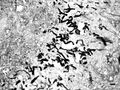 Thumbnail for version as of 03:33, 5 June 2026