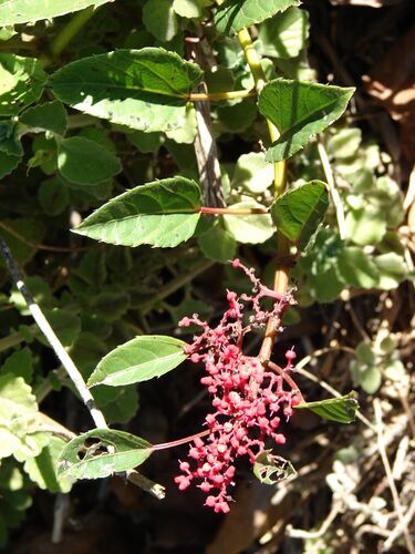 File:Starr 071024-9714 Cissus nodosa.jpg