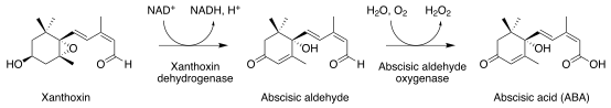 File:Xanthtoaba.svg
