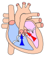 Heart systole