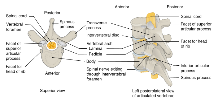 File:718 Vertebra-en.svg