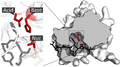 Catalytic triad of TEV protease