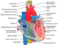 Pulmonary artery