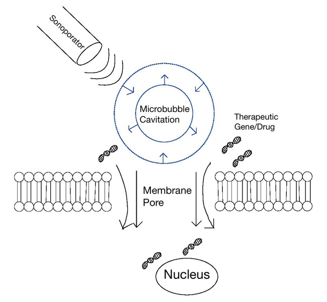 File:Schematic of Sonoporation Mechanism drawn by Bryan Maghen.pdf