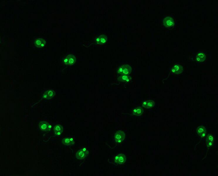 File:CRITHIDIA 2.jpg