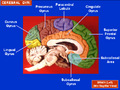 Paracentral lobule