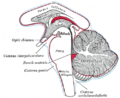 Medulla oblongata