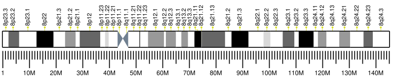 File:Human chromosome 8 ideogram.svg